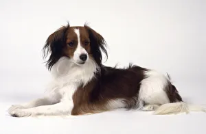 White and brown Kooikerhondje or Kooiker Hound, lying down White and brown Kooikerhondje or Kooiker Hound, lying down