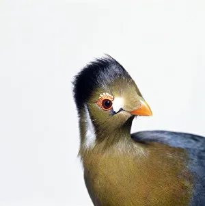 White-Cheeked Turaco (Tauraco leucotis) with head in profile showing small orange bill White-Cheeked Turaco (Tauraco leucotis) with head in profile showing small orange bill