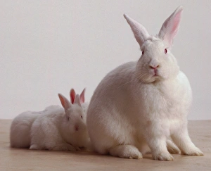 White female rabbit standing in front of her white rabbit kittens