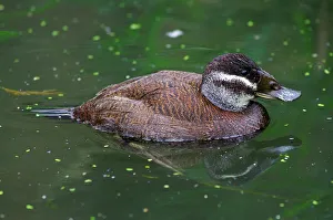 White-headed Duck. Oxyura Leucocephala White-headed Duck. Oxyura Leucocephala