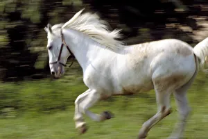 <b class=qtipBold><figcaption>White Horse</figcaption></b><br><em>© Marka/Universal Images Group</em> White Horse