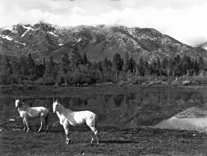 <b class=qtipBold><figcaption>Two White Horses By A Pond</figcaption></b><br>Lake Tahoe, California: c. 1895. Two white horses stand by a pond in the shadow of Mt. Tallac with its peak covered by storm clouds.<br><em>© Underwood Archives/UIG</em> Two White Horses By A Pond