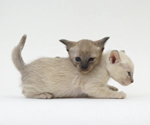 <b class=qtipBold><figcaption>Two white kittens playing</figcaption></b><br><em>© Dorling Kindersley/UIG</em> Two white kittens playing