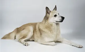 A white Norwegian buhund dog lies on the floor with its right paw tucked under itself A white Norwegian buhund dog lies on the floor with its right paw tucked under itself