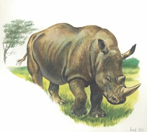 White Rhinoceros Ceratotherium simum, illustration White Rhinoceros Ceratotherium simum, illustration
