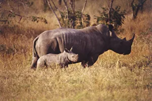 White Rhinoceros, Ceratotherium simum, South Africa, Singita Reserve White Rhinoceros, Ceratotherium simum, South Africa, Singita Reserve