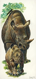 White Rhinoceros Ceratotherium simum with a young, illustration White Rhinoceros Ceratotherium simum with a young, illustration
