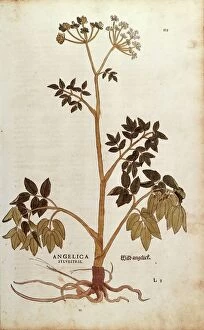 Latin Script Gallery: Wild Angelica (Angelica sylvestris) by Leonhart Fuchs from De historia stirpium commentarii insignes