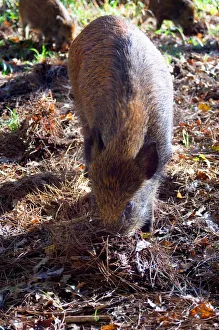 <b class=qtipBold><figcaption>Wild Boar</figcaption></b><br><em>© Marka/Universal Images Group</em> Wild Boar
