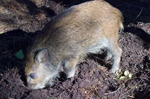 <b class=qtipBold><figcaption>Wild Boar</figcaption></b><br><em>© Marka/Universal Images Group</em> Wild Boar