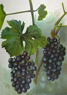 Images Dated 1st January 1900: Wine Grapes