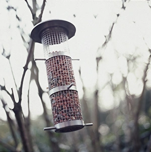 Wire bird feeder containing nuts