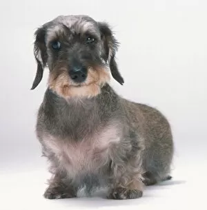 Behaviour Gallery: Wire-haired Miniature Dachshund (Canis familiaris) showing strong, prominent eyebrows