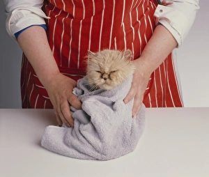 Woman wearing striped apron drying red longhaired Persian cat wrapped in towel Woman wearing striped apron drying red longhaired Persian cat wrapped in towel