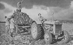 Women's Land Army lifting a crop, 1940. Among the many skills these young women Women's Land Army lifting a crop, 1940. Among the many skills these young women