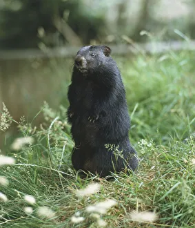 Woodchuck (Marmota monax) raised on its haunches in grass, front view Woodchuck (Marmota monax) raised on its haunches in grass, front view