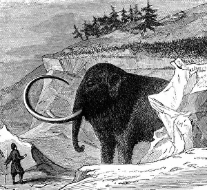 Woolly mammoth approximately 9ft high and 16ft long, discovered frozen in a block of ice Woolly mammoth approximately 9ft high and 16ft long, discovered frozen in a block of ice