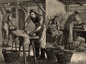 Woolsorters. These workers, who were employed by a woolstapler, sorted the wool Woolsorters. These workers, who were employed by a woolstapler, sorted the wool