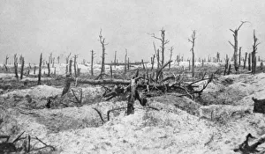 World War I 1914-1918: Woodland at Mesnil-les-Haut, France, reduced to skeletons World War I 1914-1918: Woodland at Mesnil-les-Haut, France, reduced to skeletons