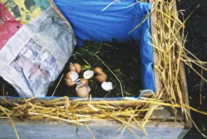 Worm bin lined with plastic, wood and straw, containing soil and eggshells Worm bin lined with plastic, wood and straw, containing soil and eggshells