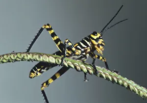 Yellow and Black Grasshopper on a narrow plant stem Yellow and Black Grasshopper on a narrow plant stem