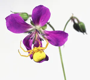 Yellow Crab Spider (Thomisidae) on a purple flower Yellow Crab Spider (Thomisidae) on a purple flower