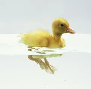 Yellow Duckling (Anatidae) swimming in water, legs visible below surface, side view Yellow Duckling (Anatidae) swimming in water, legs visible below surface, side view