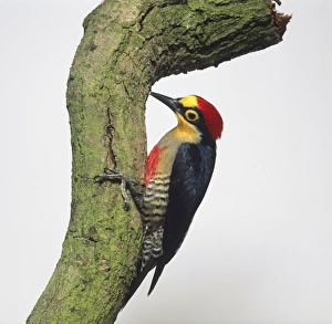 Yellow-fronted Woodpecker (Melanerpes flavifrons) perching on branch, side view Yellow-fronted Woodpecker (Melanerpes flavifrons) perching on branch, side view