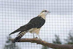 Yellow-headed Caracara (Milvago chimachima) perching on branch Yellow-headed Caracara (Milvago chimachima) perching on branch