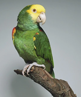 Yellow-headed Parrot (Amazona oratrix), sitting on a branch looking over its shoulder Yellow-headed Parrot (Amazona oratrix), sitting on a branch looking over its shoulder