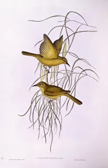 Yellow honeyeater (Lichenostomus flavus), Engraving by John Gould Yellow honeyeater (Lichenostomus flavus), Engraving by John Gould