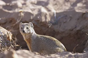 Yellow mongoose poking its head out from dusty hole Yellow mongoose poking its head out from dusty hole
