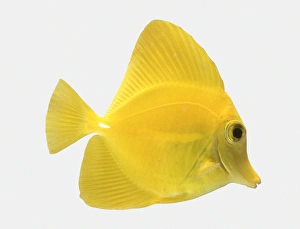 A Yellow tang (Zebrasoma flavescens), side view A Yellow tang (Zebrasoma flavescens), side view
