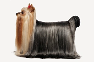 <b class=qtipBold><figcaption>Yorkshire Terrier, side view</figcaption></b><br><em>© Dorling Kindersley/UIG</em> Yorkshire Terrier, side view