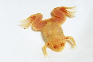 African Clawed Frog