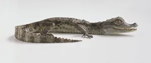 Young Caiman (Caiman crocodilus), mouth slightly open showing rows of teeth Young Caiman (Caiman crocodilus), mouth slightly open showing rows of teeth