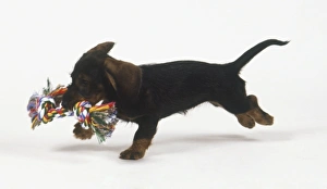 A young Dachshund (Canis familiaris) running with a bundle in its mouth, side view A young Dachshund (Canis familiaris) running with a bundle in its mouth, side view