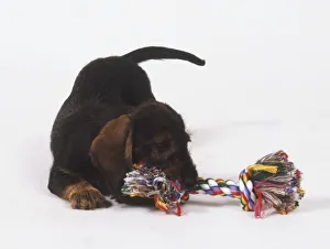 Young Dachshund (Canis familiaris) crouching to chew on a colourful rope toy, front view Young Dachshund (Canis familiaris) crouching to chew on a colourful rope toy, front view