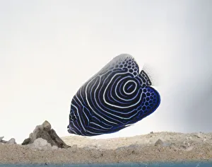 A young Emperor angelfish (Pomacanthus imperator) underwater, side view A young Emperor angelfish (Pomacanthus imperator) underwater, side view