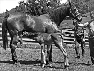 <b class=qtipBold><figcaption>Young Foal Nursing</figcaption></b><br>United States: c. 1930. A young foal nurses on its mother.<br><em>© Underwood Archives/UIG</em> Young Foal Nursing