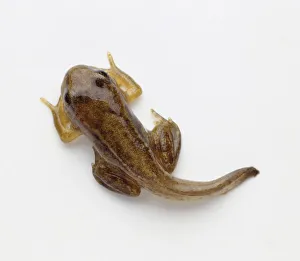 Young frog