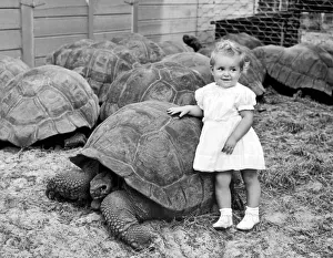 <b class=qtipBold><figcaption>A Young Girl Leans On A Tortoise</figcaption></b><br>Miami, Florida: 1946. A young girl leans up against nearly five hundred pounds of tortoise in the world's largest tortoise colony at the North Miami Zoo.<br><em>© Underwood Archives/UIG</em> A Young Girl Leans On A Tortoise