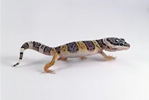 Young Leopard Gecko (Eublepharis macularius) walking, side view Young Leopard Gecko (Eublepharis macularius) walking, side view