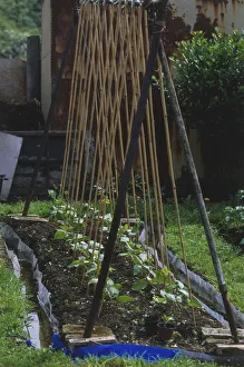 Young runner beans in the early stages of growth under a bamboo stick wigwam Young runner beans in the early stages of growth under a bamboo stick wigwam