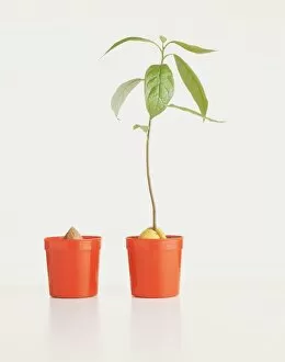 A young sapling in a pot alongside another pot with a seed and nothing growing from it