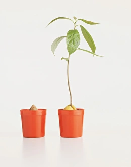 A young sapling in a pot alongside another pot with a seed and nothing growing from it A young sapling in a pot alongside another pot with a seed and nothing growing from it