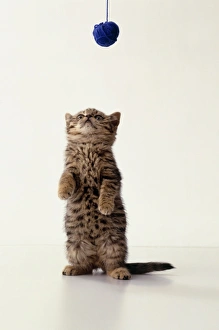 Young tabby kitten reaching for string Young tabby kitten reaching for string