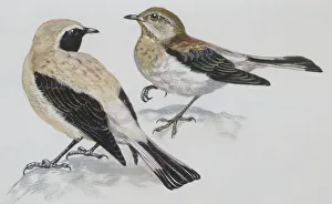 Zoology: Birds, Black-eared Wheatear (Oenanthe hispanica), male and female, illustration Zoology: Birds, Black-eared Wheatear (Oenanthe hispanica), male and female, illustration