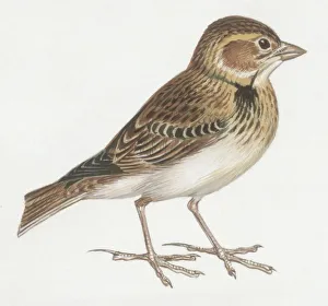 Zoology: Birds, Calandra Lark, (Melanocorypha calandra), illustration Zoology: Birds, Calandra Lark, (Melanocorypha calandra), illustration