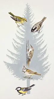 Zoology: Birds, Coal Tit, (Periparus ater), Crested Tit, (Lophophanes cristatus) Zoology: Birds, Coal Tit, (Periparus ater), Crested Tit, (Lophophanes cristatus)